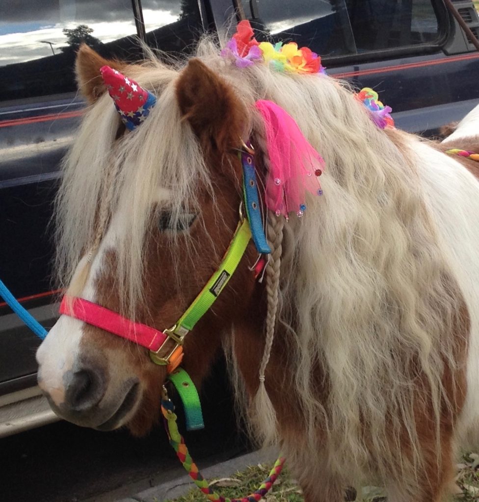 Rainbow Cassie, our mystical unicorn pony