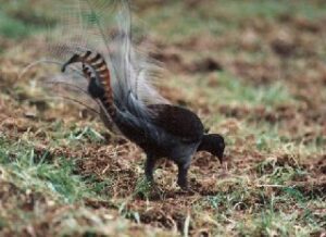 Lyrebird