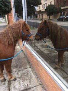 Ponies love company of their own kind